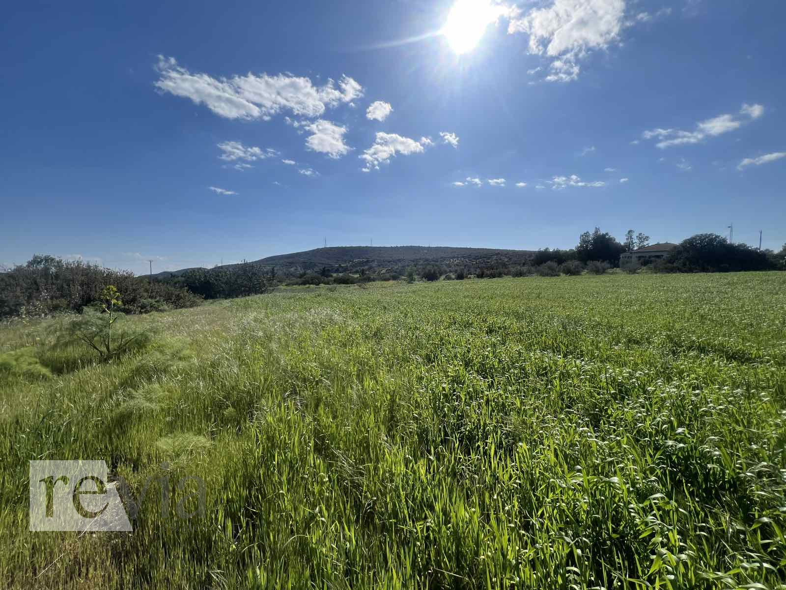 335639 – Land Field For sale, Monagroulli, 1.003 sq.m., €135.000